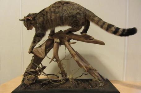 Opgezette wilde kat, foto: Neeltje Huizinga, Zoogdiervereniging