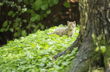 Wilde kat Foto Bob Luijks
