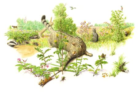 Wilde kat. Tekening: Jeroen Helmer/ARK.