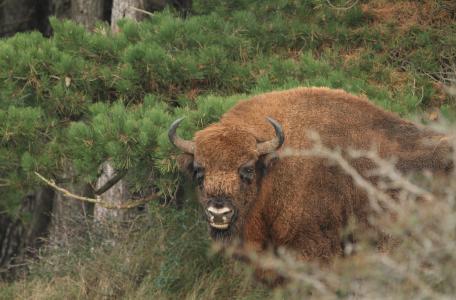 Wisent in het Kraansvlak