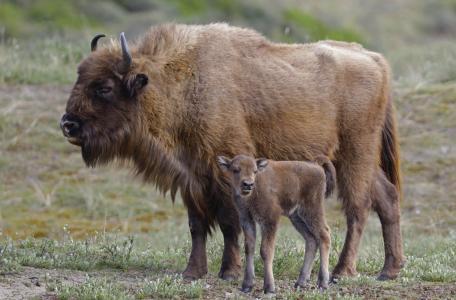 Wisent met kalf uit 2017. Foto: Ruud Maaskant