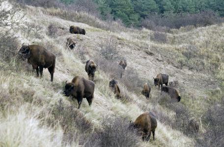 Wisent op duinhelling. Foto: Ruud Maaskant