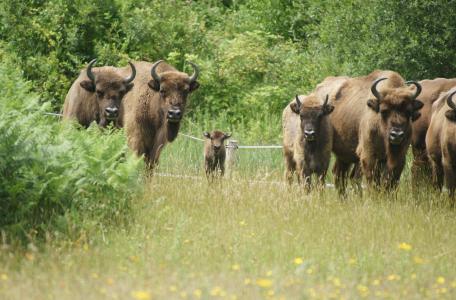 De pasgeboren wisent tussen zijn veel grotere soortgenoten. Foto: Kerstin Bouma