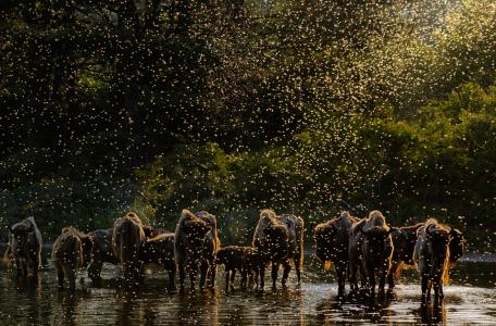 'Dawn of the Bison'. Foto: Jasper Doest