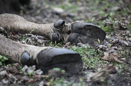 Dode wisent