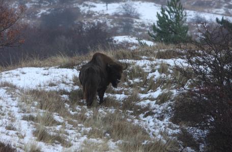 Wisentstier in de sneeuw