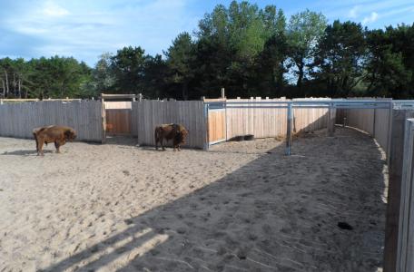Wisenten in de kraal op het Kraansvlak