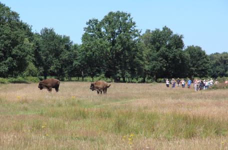 Wisent en recreanten in de Maashorst