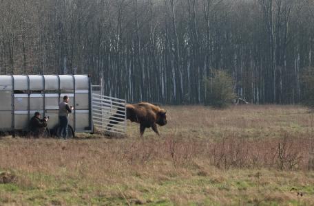 Wisent op de Maashorst. Foto: Roeland Vermeulen/FREE Nature
