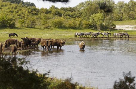 wisent en konik samen bij het water, foto: Ruud Maaskant, PWN