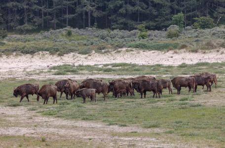 Kudde wisenten Kraansvlak, foto: Ruud Maaskant