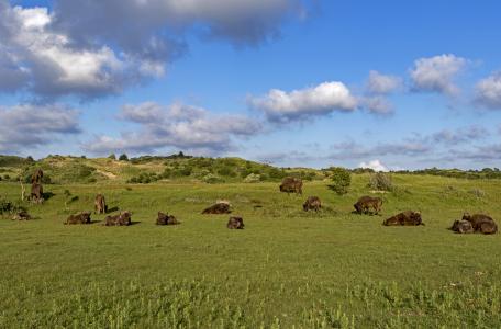Wisenten Kraansvlak, foto: Ruud Maaskant, PWN