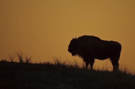 Wisent, foto: Ruud Maaskant, PWN