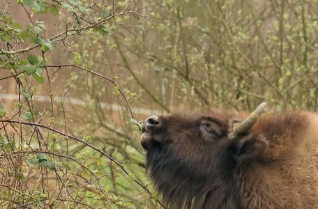  Wisent op De slikken van de Heen. Foto: Esther Linnartz-Nieuwdorp