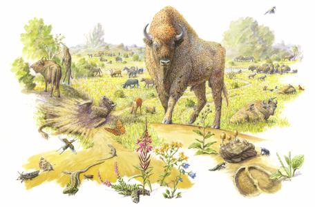 Wisent, tekening: Jeroen Helmer