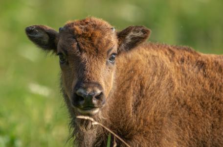 Wisentkalf. Foto: Randy van Domselaar