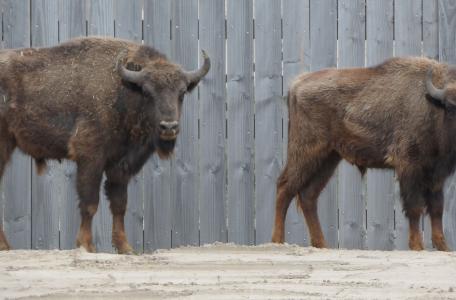 Franse wisenten voor het Kraansvlak