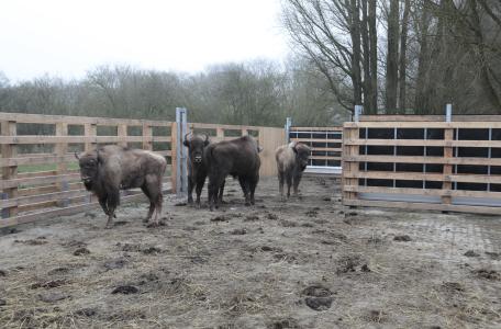 Wisenten klaar voor vertrek naar Spanje. Foto: Ruud Maaskant