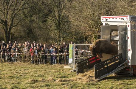 Wisent op de Maashorst, foto Bob Luijks