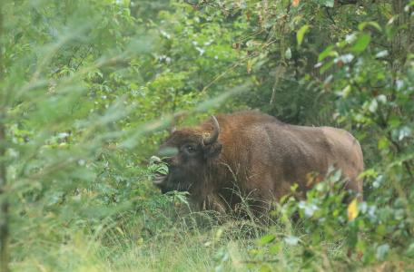 Wisent snoeit Amerikaanse vogelkers