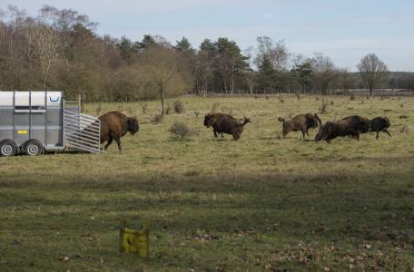 Veluwe verwelkomt grote wisentstier