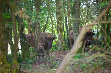 Wisenten op de Veluwe