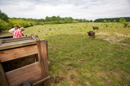 Uitzetten wisenten op de Veluwe