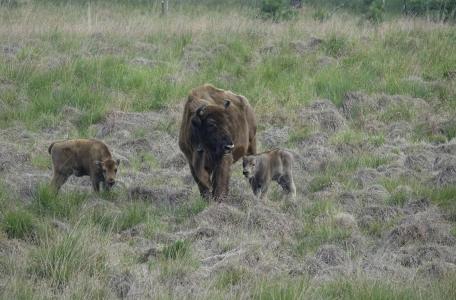 Wisentkalveren van 2019. Foto: Dirk Goudkuil, Staatsbosbeheer