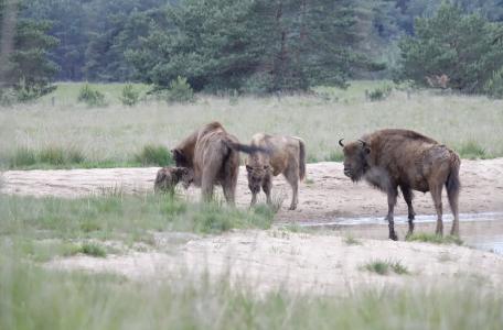 Wisentkalf geboren op de Veluwe. Foto: Dirk Goudkuil, Staatsbosbeheer