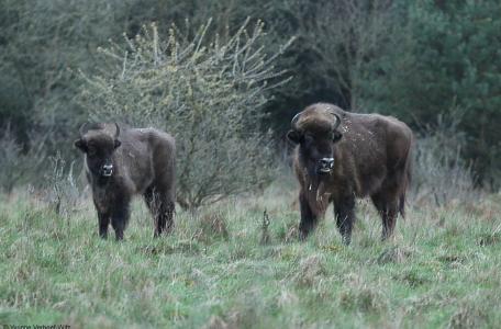 Wisenten op de Veluwe, foto: Yvonne Verhoef (vrijwilliger Stichting Wisent op de Veluwe)