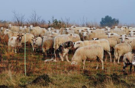 Kuddewaakhonden tussen schapen en geiten. Foto: Ray Dorgelo, Canine Efficiency