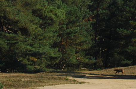 Wolf Veluwe. foto: K. van der Sluis