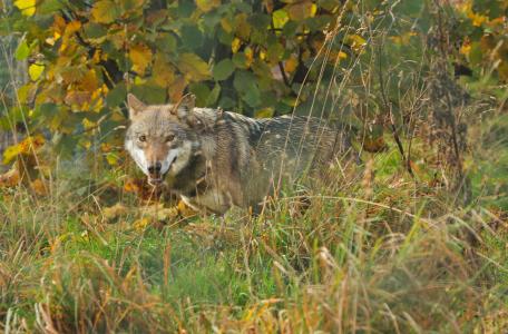 De wolf is terug! Eng of enerverend?