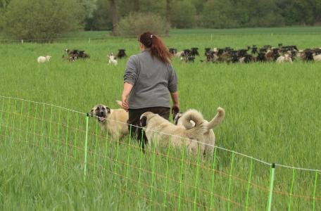 Geiten- en schapenkudde met kuddewaakhonden.