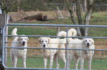 Jonge kuddewaakhonden