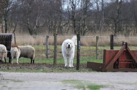 Kuddebewaker beschermt de kudde
