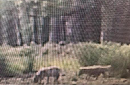 Beelden wolvenwelpen