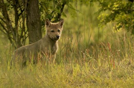 Wolf, still Sebastian Koerner