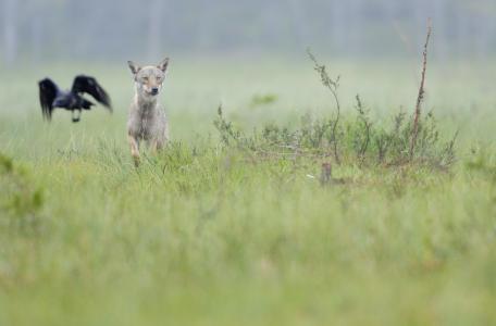 Een voorbeeld van de symbiose tussen de wolf en raven bij een kadaver. Foto: Wild Wonders of Europe