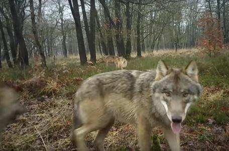 Wolvenfamilie op de Noord-Veluwe. Foto: Hans Hasper en Raya Strikwerda, Wolvenmeldpunt Zoogdiervereniging