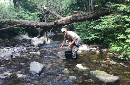 Zalmpjes worden uitgezet in zijriviertjes van de Roer