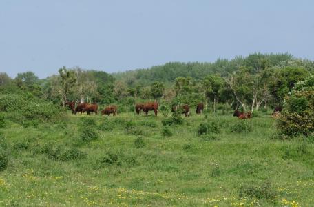 De grazers op de Slikken van de Heen zorgen voor een halfopen landschap. Foto: Esther Linnartz