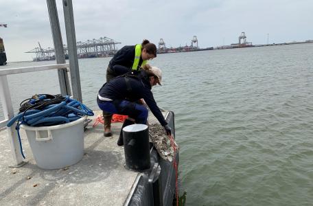 'Tassen' met lege oesterschelpen worden te water gelaten. Foto: Gijs van Zonneveld